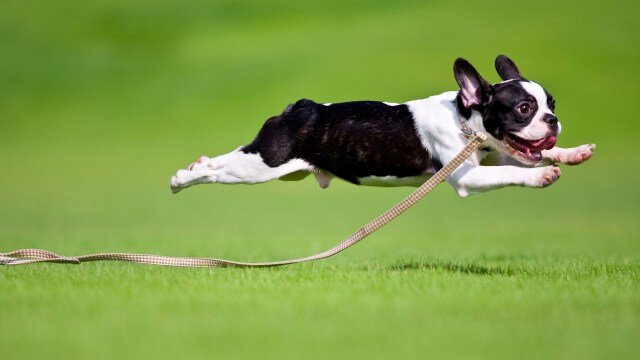 Сколько всего интересного можно натворить, вырвав поводок из рук хозяина!