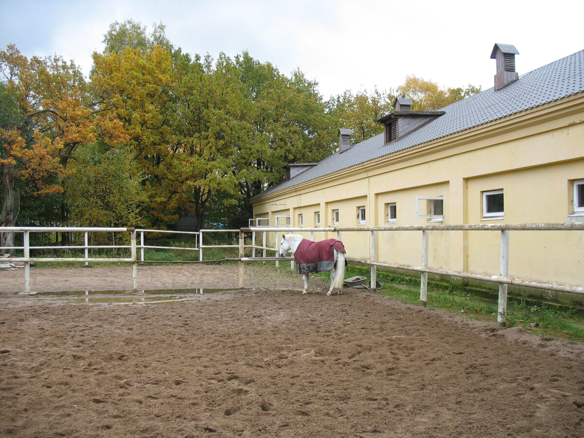 КСК Дубки, конноспортивный клуб в Сестрорецке, 2019 г.