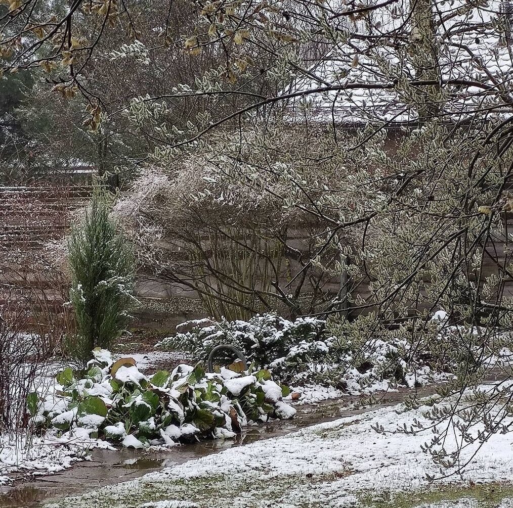 Весна-2020. Ива посередине