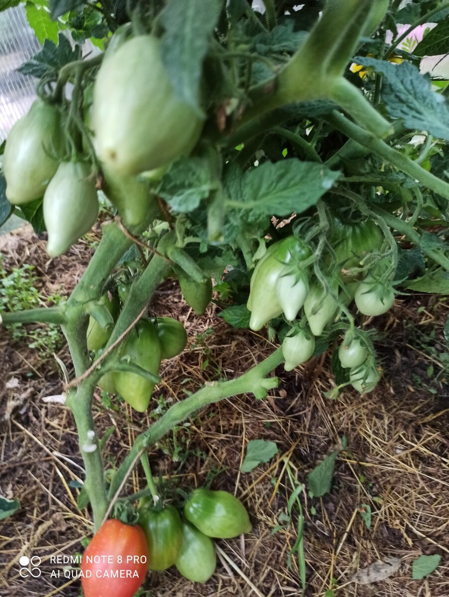 Томат Гном сорт Отчаянный