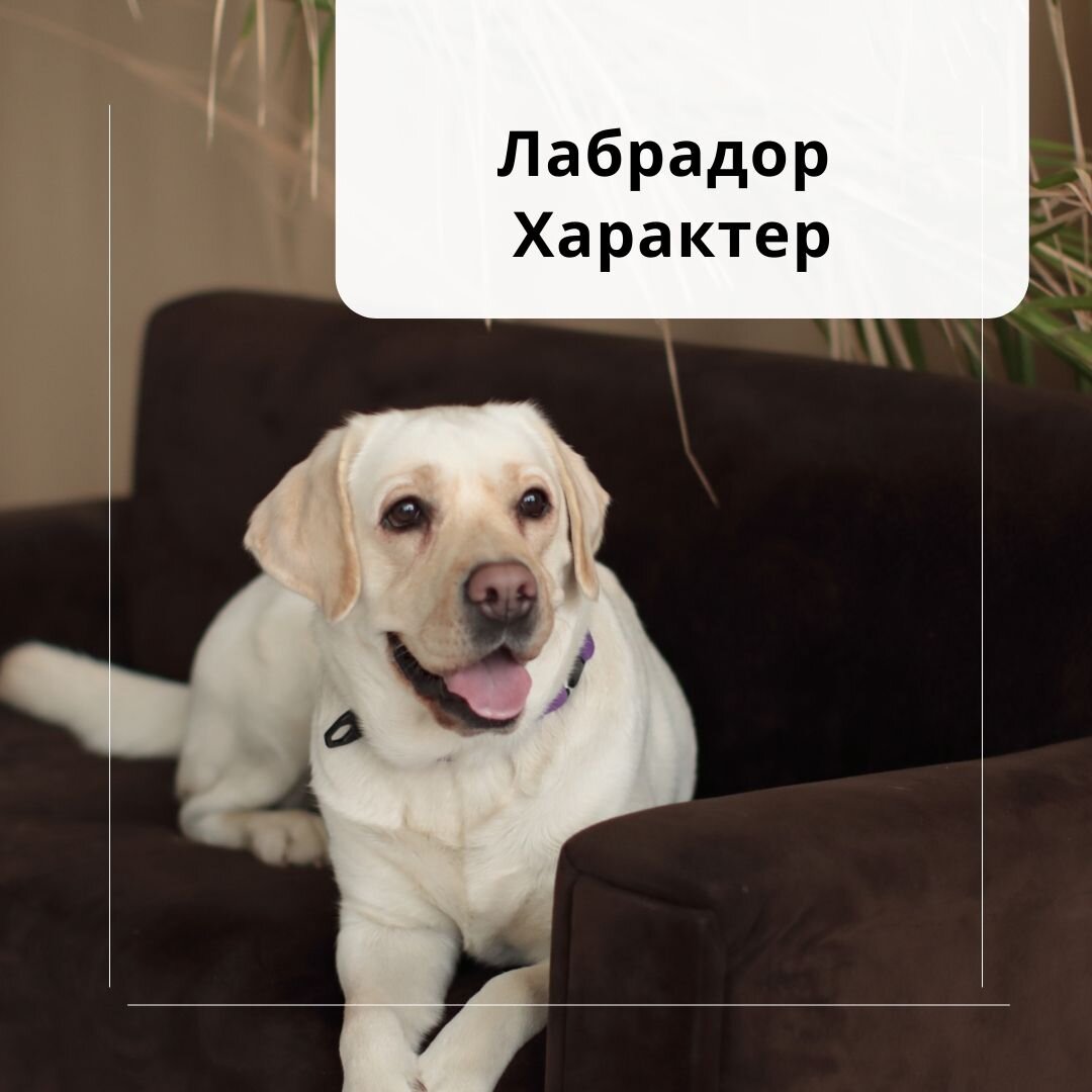 Добрый лабр дзен. Добрый лабр дзен