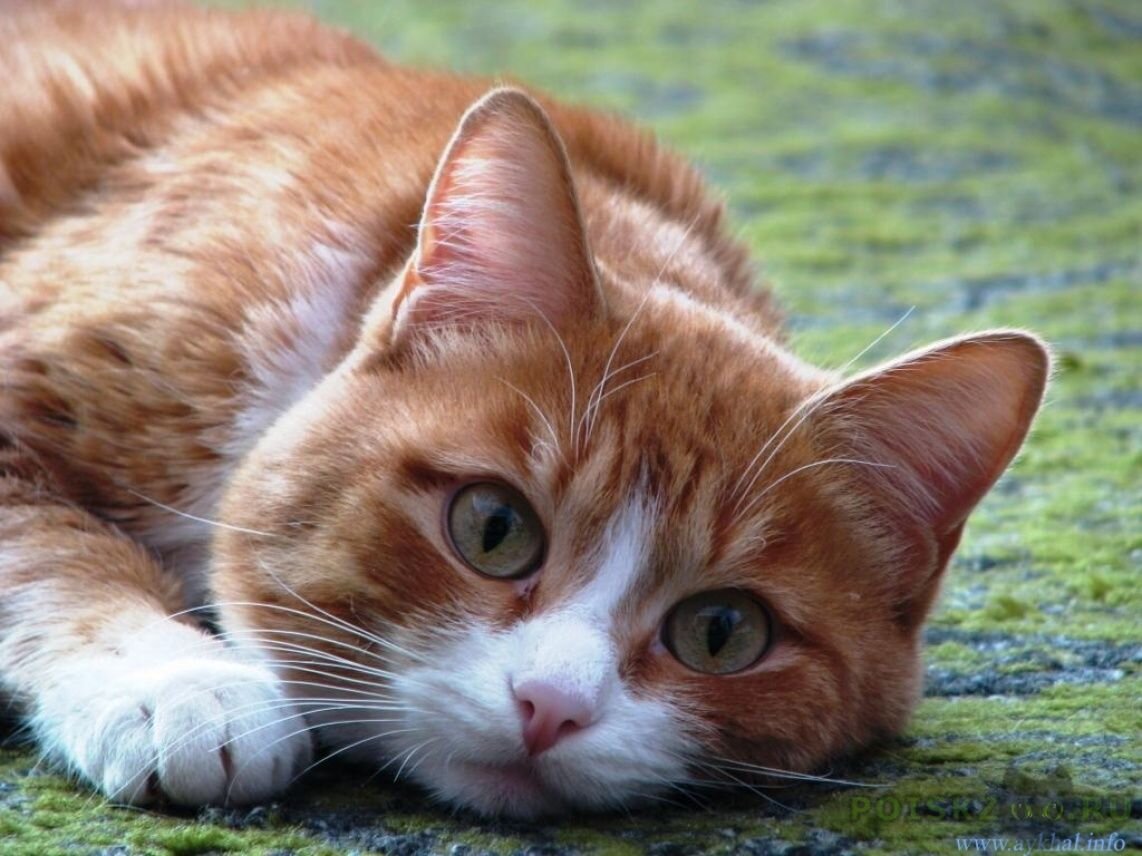 Кот тремот. Американская короткошёрстная кошка рыжая. Европейская короткошерстная кошка рыжая. Красивый рыжий кот. Красивая рыжая кошка.
