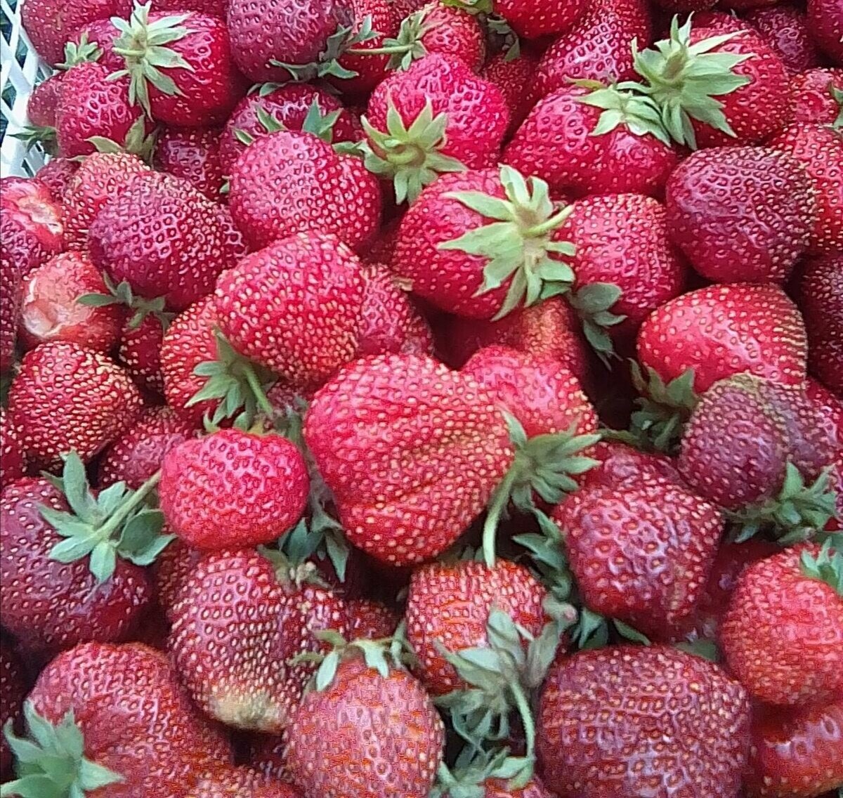 Наш урожай клубники. 