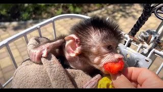 Люська отправляясь на прогулку ЛАКОМИТСЯ КЛУБНИЧКОЙ! | Гамадрил Люська ...