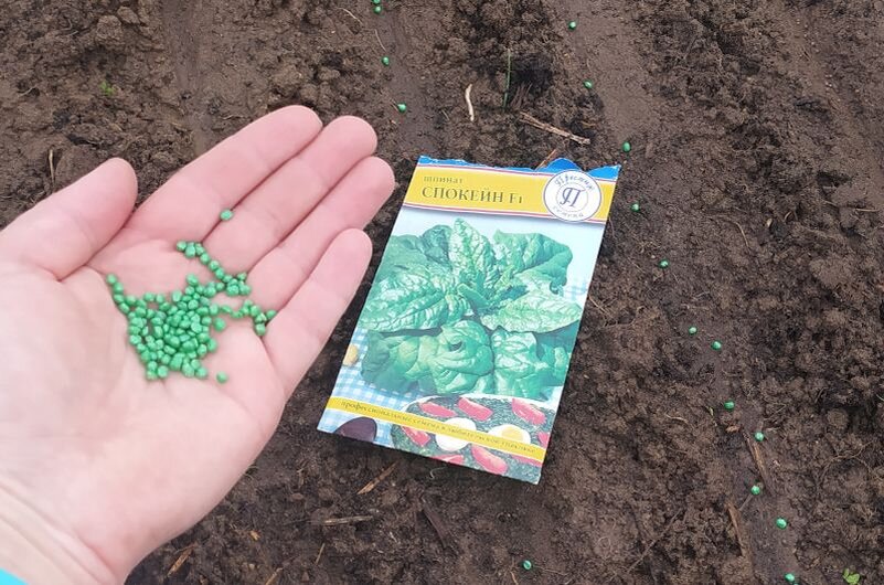 Сею шпинат на огороде.