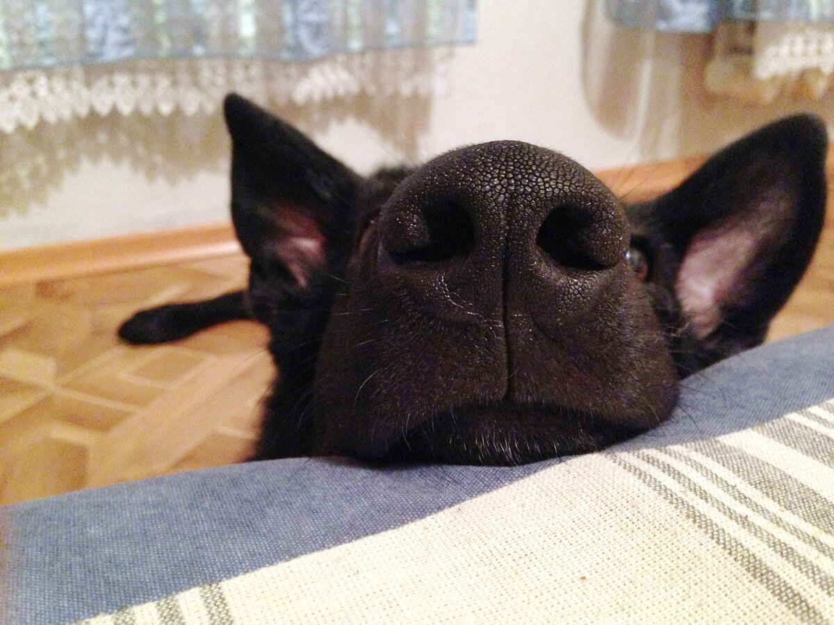 Так Рон засыпал, исключительно с моей стороны дивана.