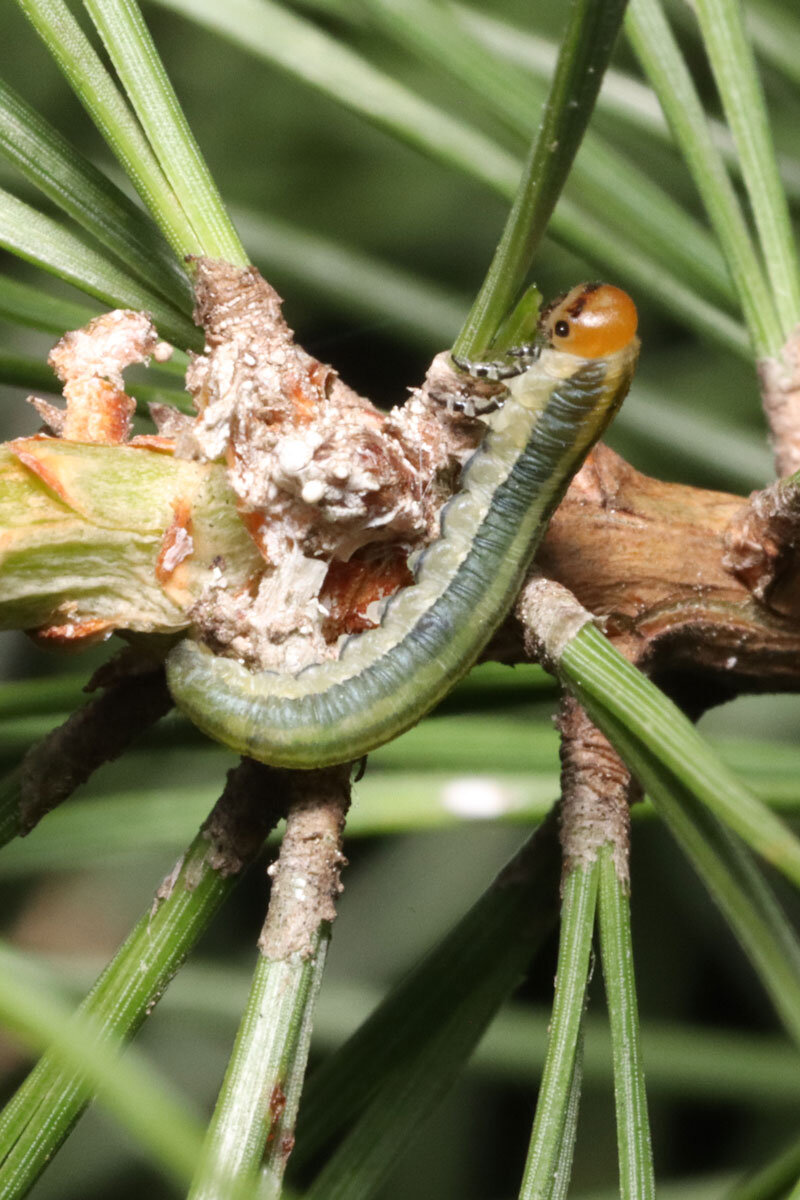 Гусеница ест сосну.