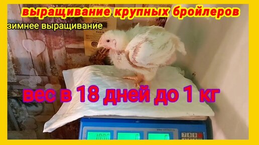 Вес бройлера Росс 308 по дням. Вес бройлера Росс 308. Вес бройлера в 40 дней Росс 308 таблица веса. Вес бройлера Кобб 500 в 10 дней.