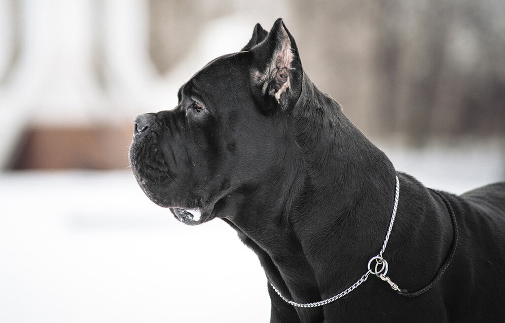 Фото из свободного доступа сети Интернет