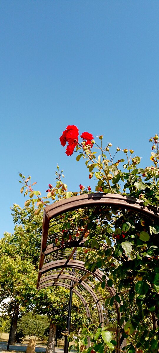 судя по высоте этого розового куста, он уже достаточно старый 