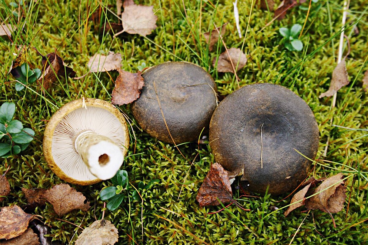 Lactarius citriolens, Груздь бахромистый (бахромчатый)