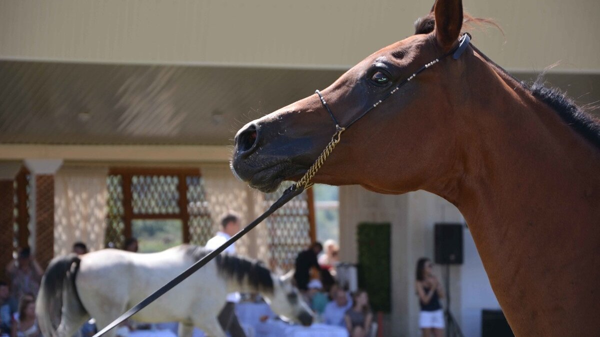     Арт-объект в виде 15-метрового коня установят на берегу реки Волги в Городце Нижегородской области. Какая будет конструкция — еще неизвестно. Объявлен конкурс на разработку паблик-арт объекта «Нагородим» (18+).
