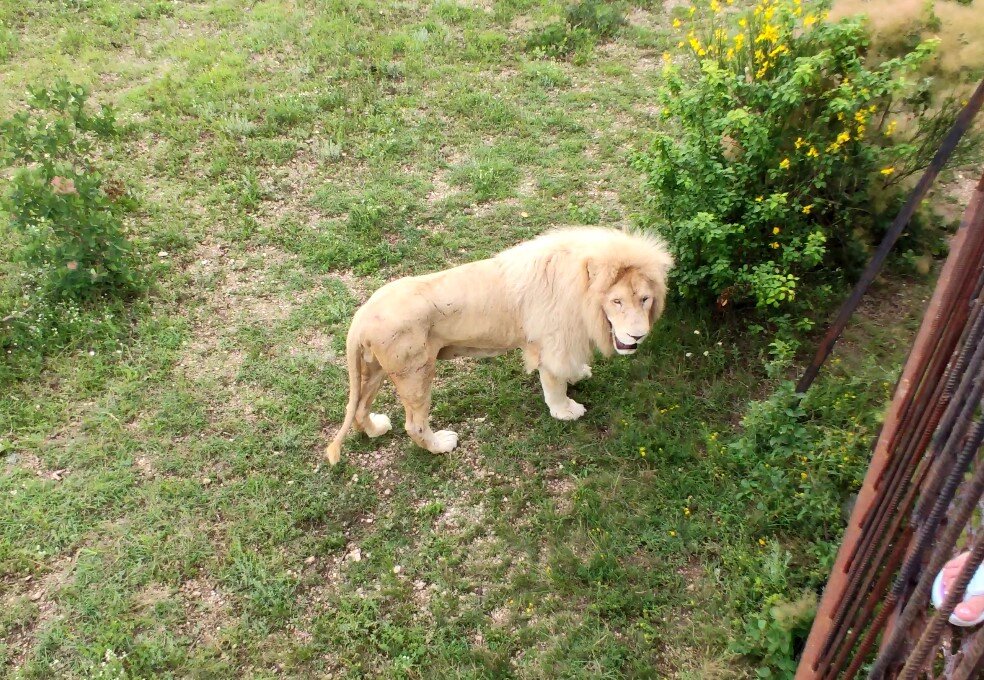 Редкий белый лев