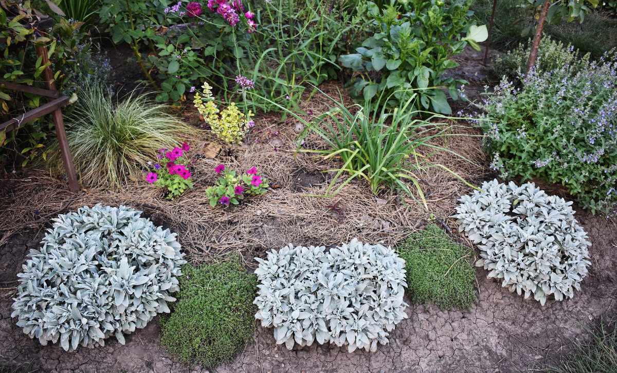 Бордюр из вероники седой и тимьяна раннего