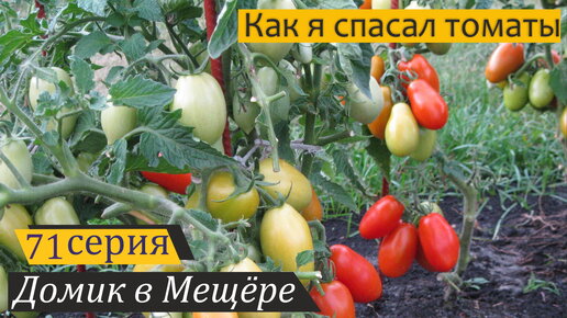 Спасение томатов, беспокойство и хаос в моей усадьбе. Домик в Мещёре, серия 71