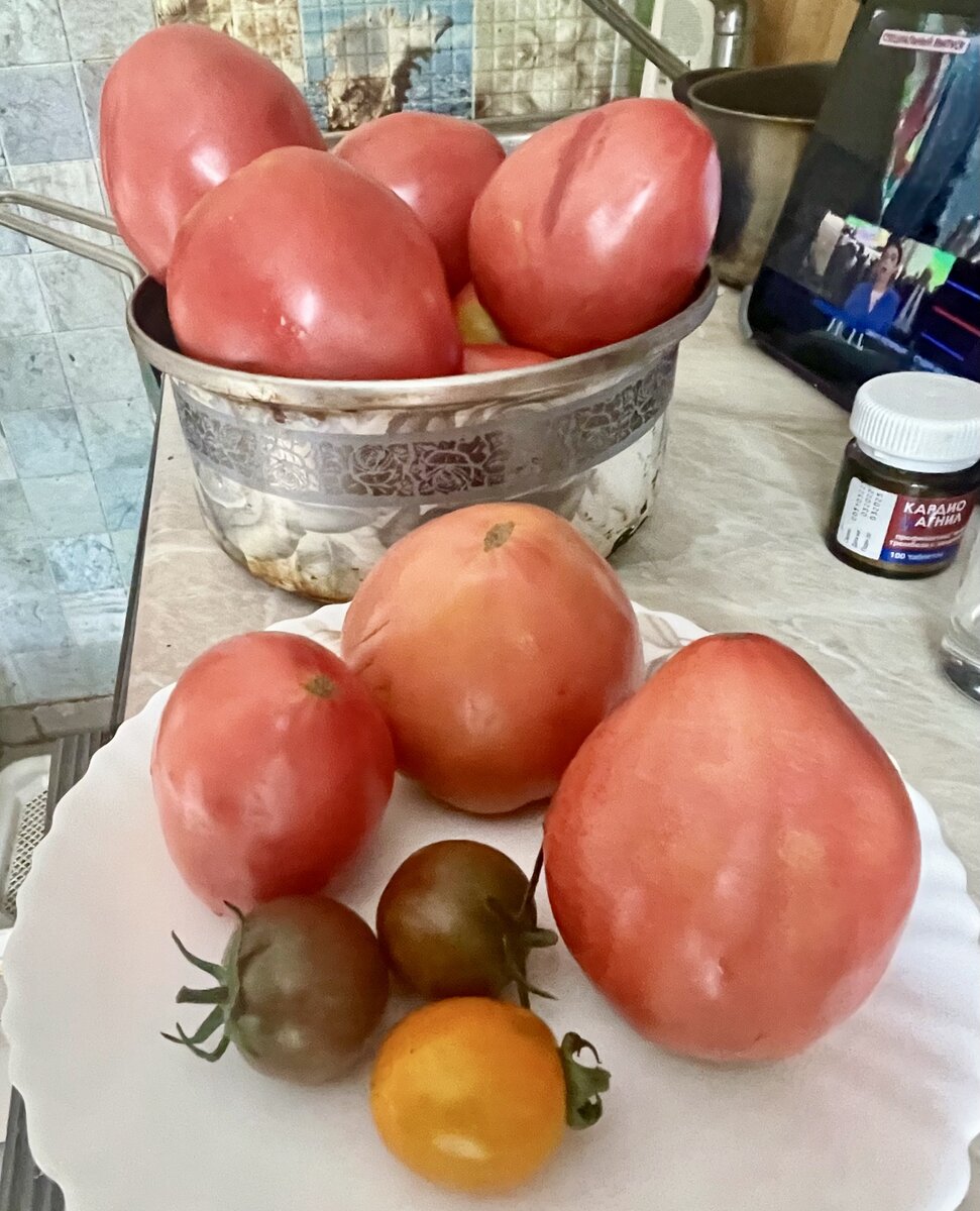 Томатики из Рязани, хозяйство Ирины Шашкиной