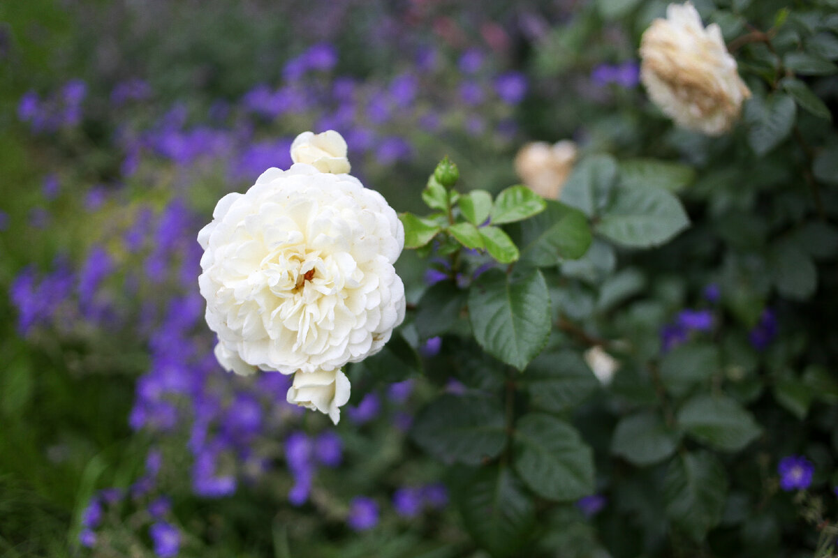 Роза Tranquillity. 