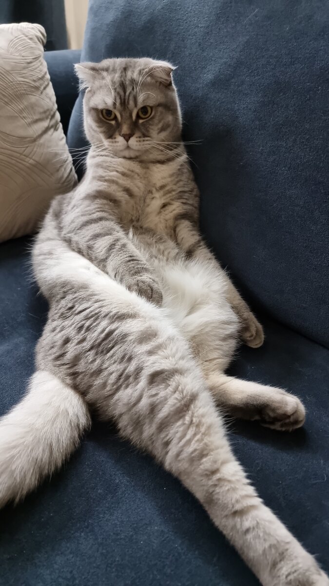 Мой ленивый кот Фёдор. Фото автора. 