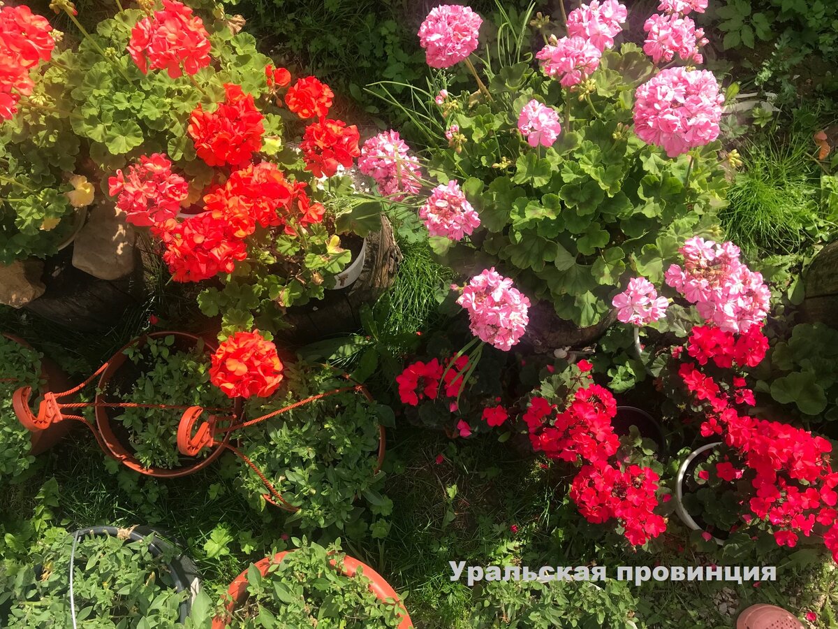 Моли пеларгонии