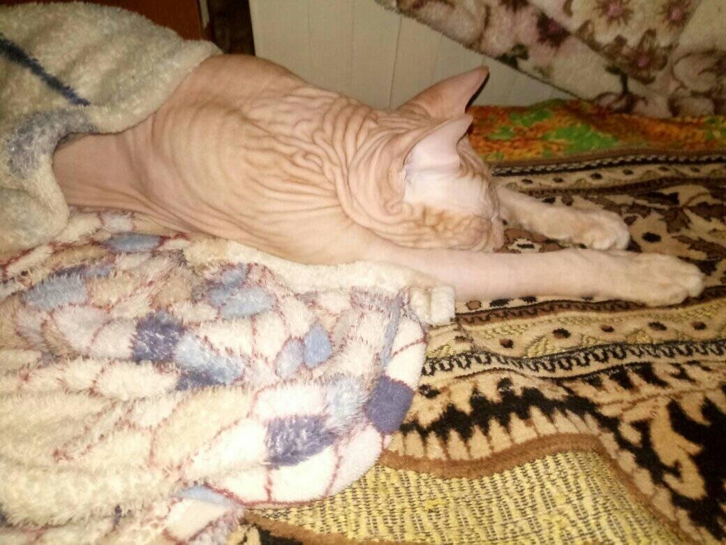 Наш 10-летний котейка Чуча пакует пледы, устал, закопался и сам в них уснул