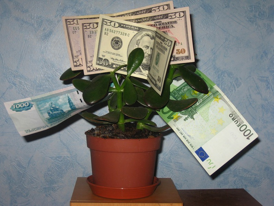Денежное дерево. Дерево с деньгами. Денежные цветы комнатные. Комнатный цветы к деньгам. Деньги в дом приметы