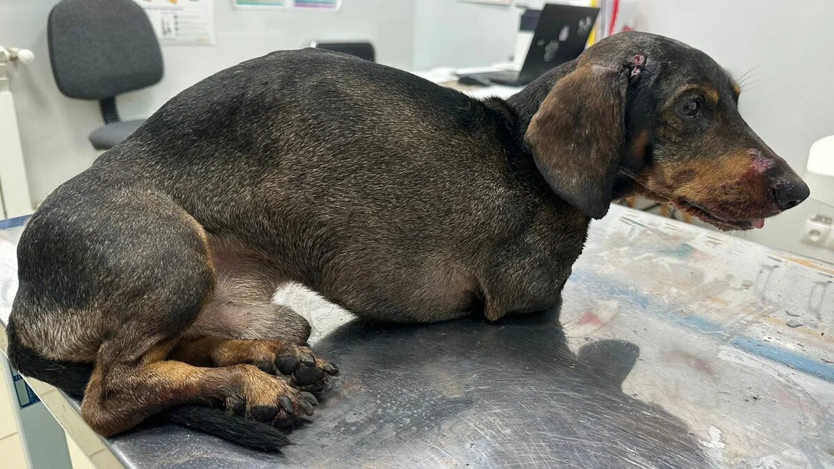 собака очень слабая и почти НЕ реагирует 