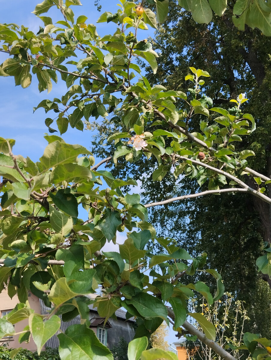 Чудо настоящее злесь