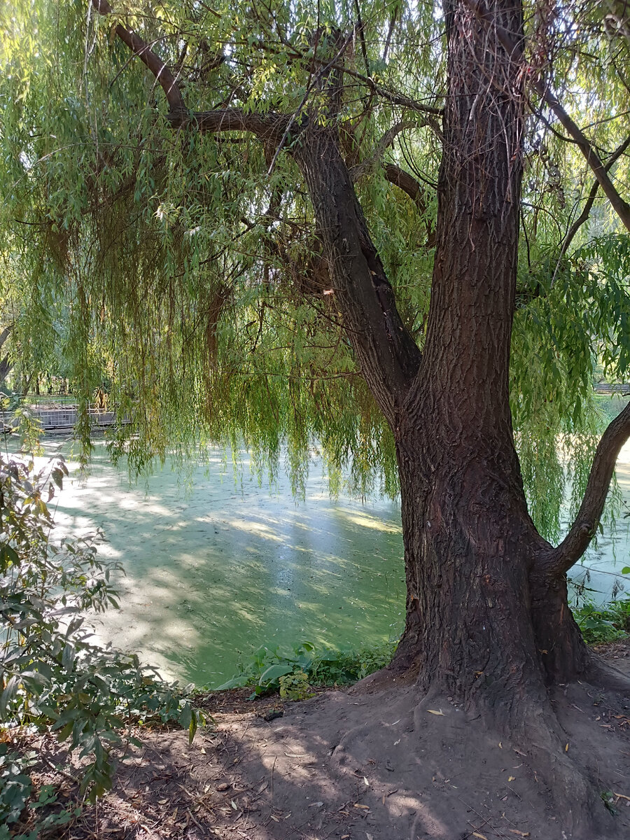 Ива у старинного пруда