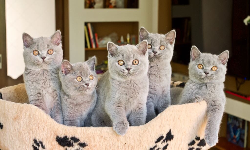 Британские котята из питомника gala-cat.ru