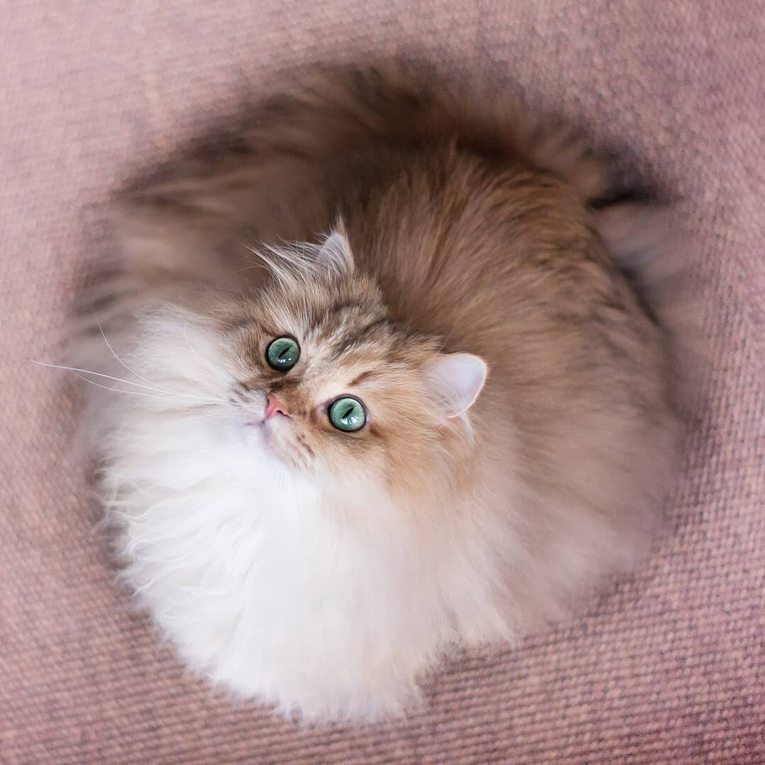 Кастрация кота — это против природы или нет? | Питомцы Mail.ru | Дзен