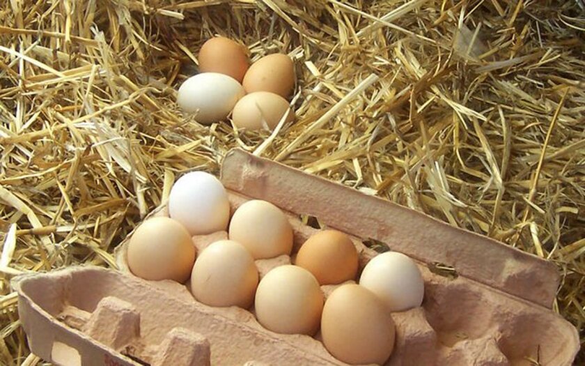 А вы знали? Чем отличаются коричневые яйца от белых