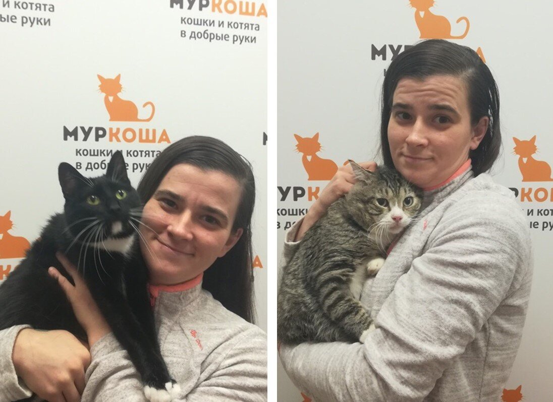 Сотрудник приюта готовит котиков к перелету