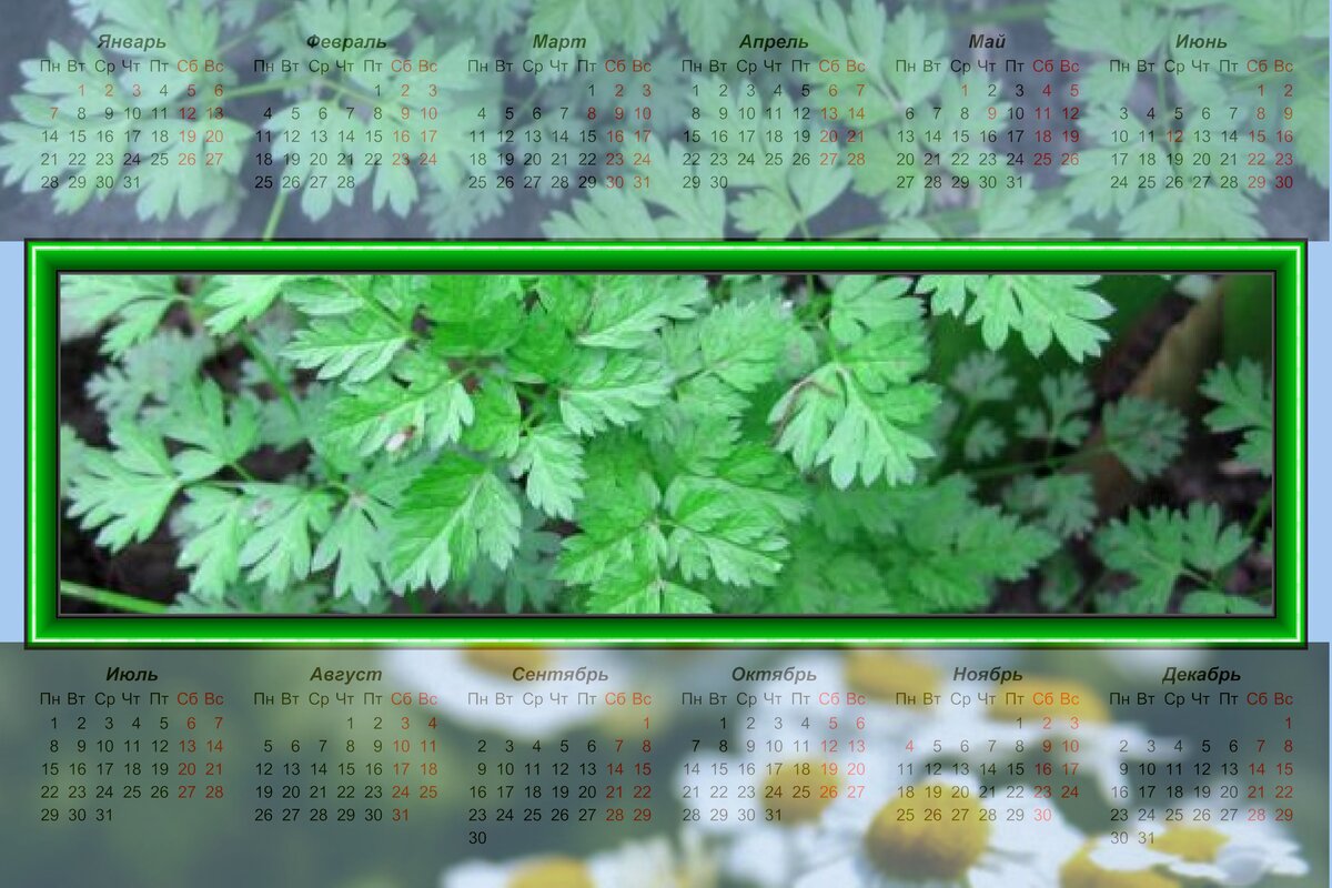 КЕРВЕЛЬ САДОВЫЙ ДОСТАТОЧНО РАСПРОСТРАНЕН В НАШИХ САДАХ И ОГОРОДАХ.