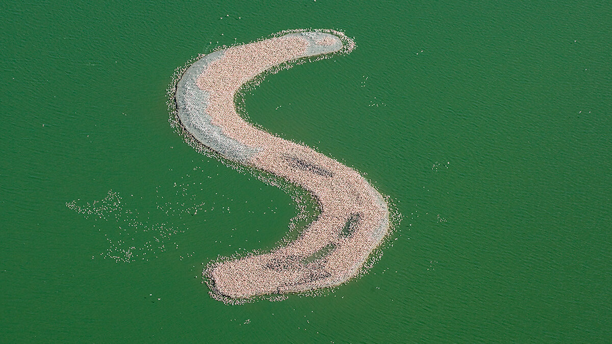 Остров, единственными обитателями которого являются птицы