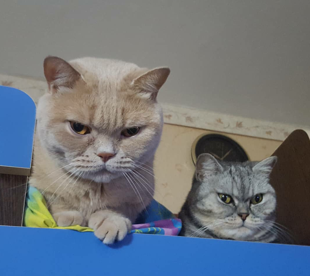 Кот Матвей и кошка Мася