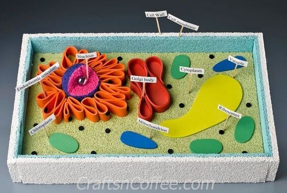 БИОЛОГИЯ: КАК СДЕЛАТЬ МОДЕЛЬ РАСТИТЕЛЬНОЙ И ЖИВОТНОЙ КЛЕТКИ