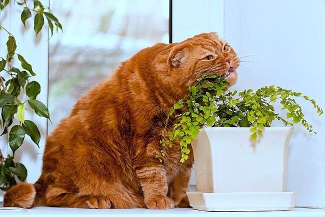 Случается,  что домашние кошки начинают без разбора дегустировать все комнатные  растения. А ведь некоторые из них ядовиты и могут нанести серьезный вред  здоровью животного.