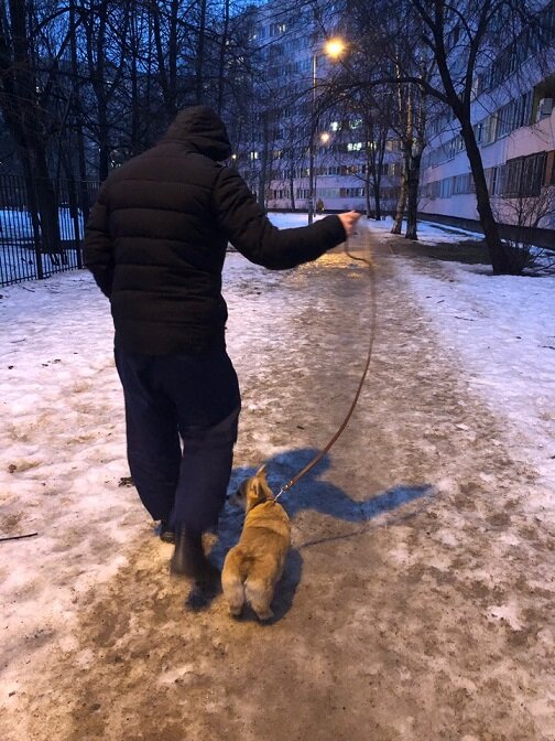 Я на прогулке с человеком. Вокруг столько всего интересного.