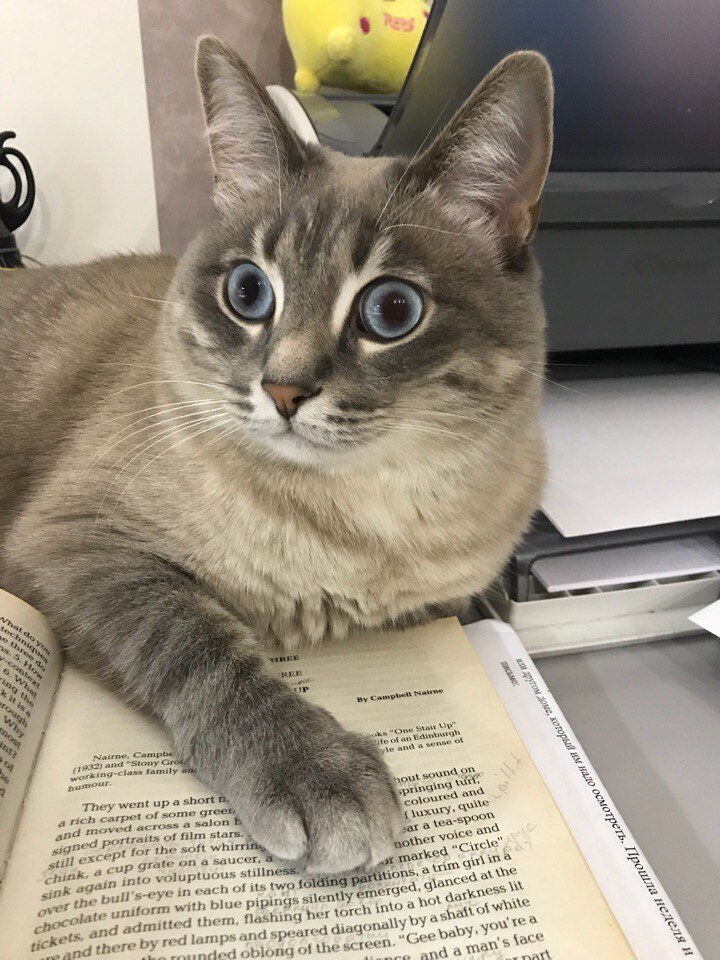 Кот Кокос. Фото из личного архива Ирины Луговой.