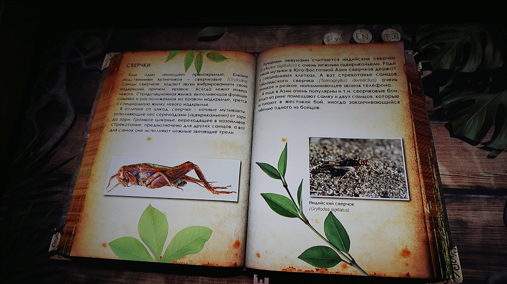 Интерактивная доска в виде книги 