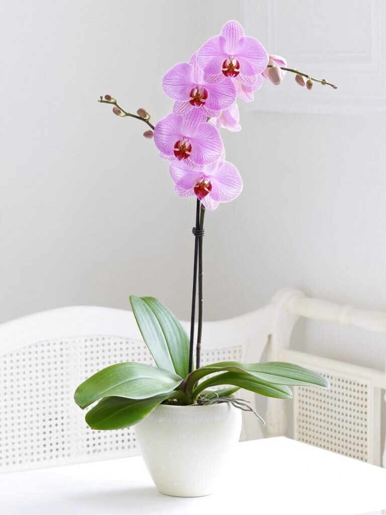 Хочу рассказать вам про уход за прекрасным растением - орхидеей. А именно, про  орхидею Фаленопсис, так как это наиболее часто встречающийся вид, который выращивают дома.