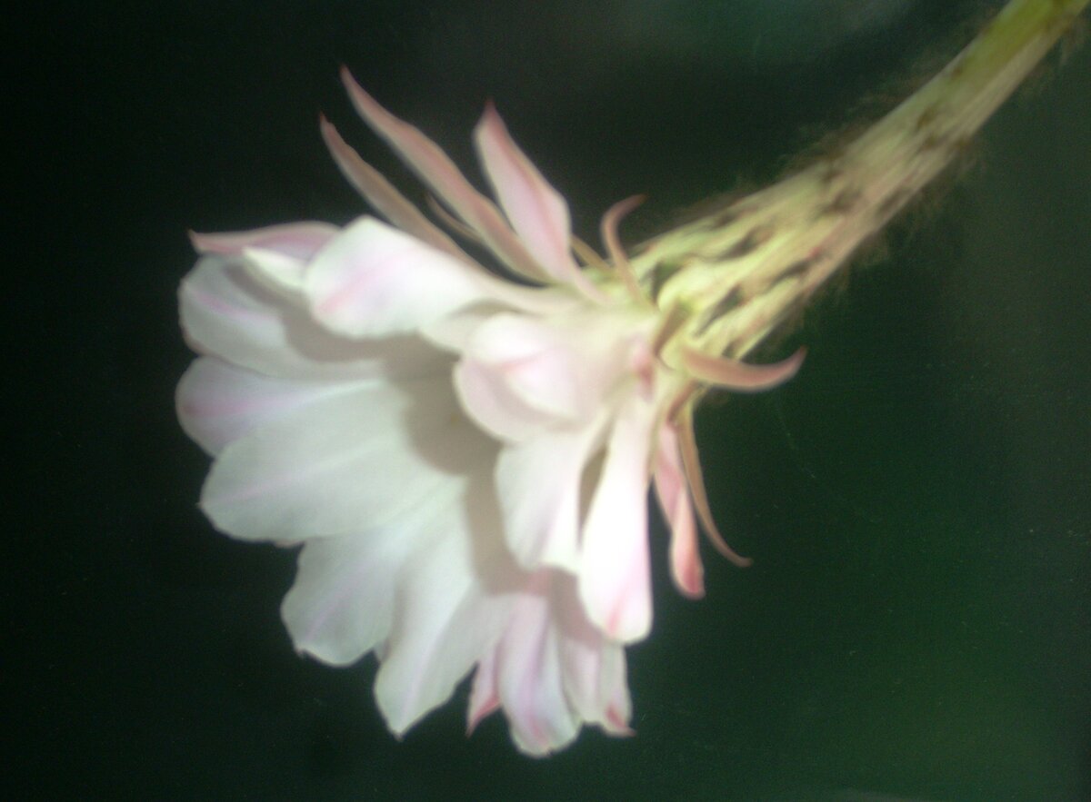 Редкий случай - кактус зацвёл.