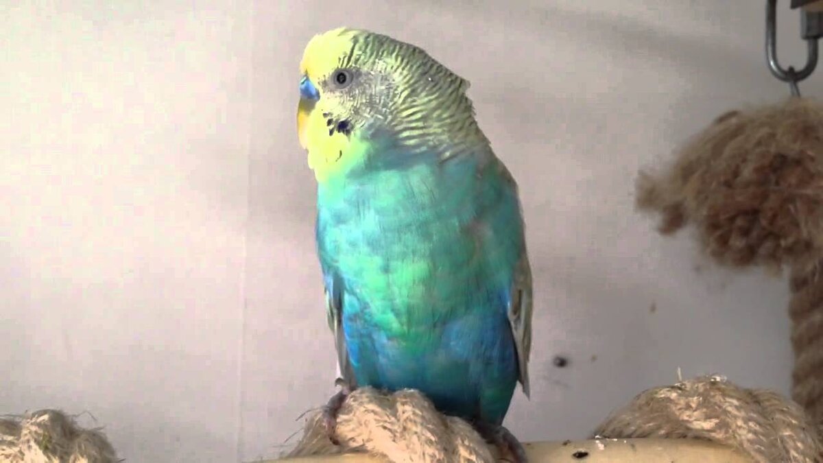 Источник фото: youtube.com