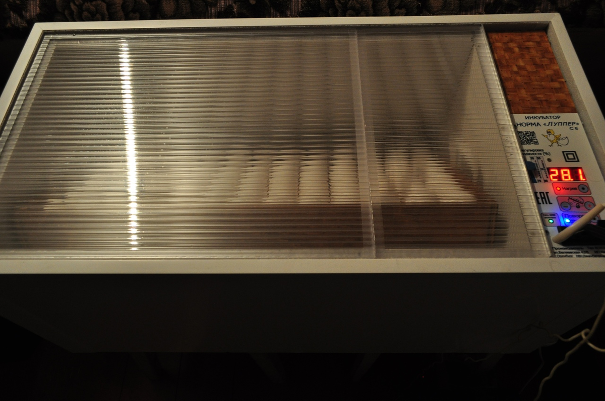 Инкубационное яйцо пролежит в инкубаторе 19-21 день.