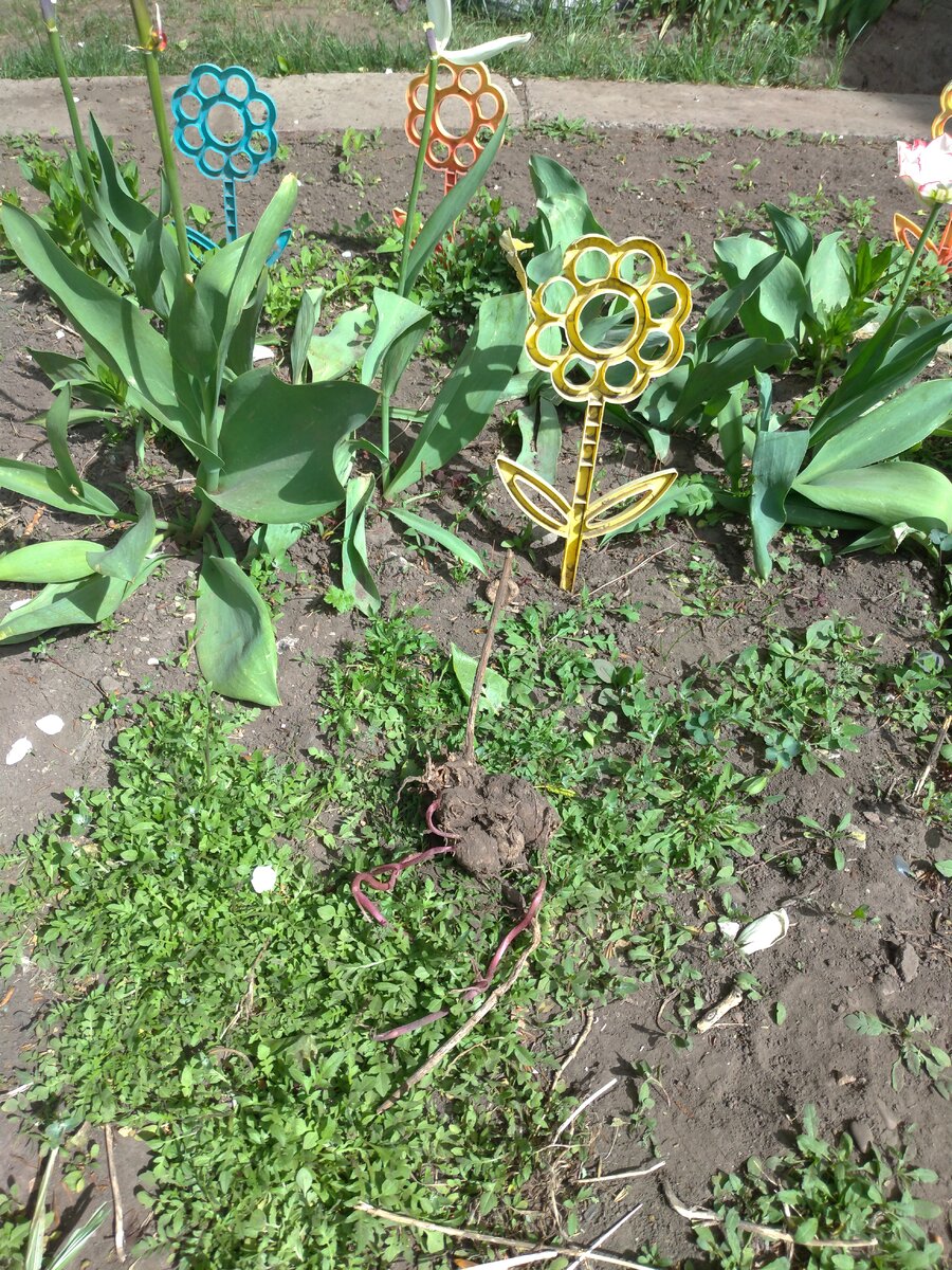 Тот случай, когда сорняки в радость. Нашла очередной клубень георгина.