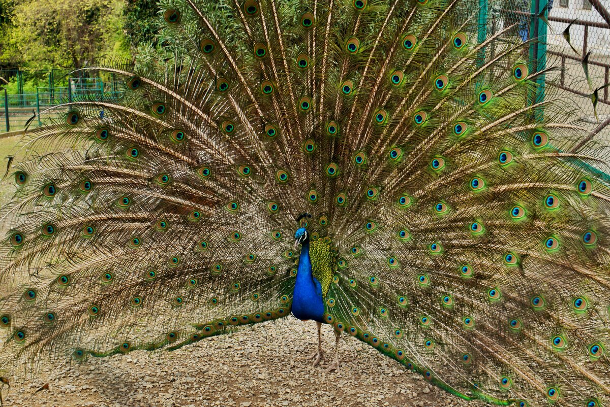 Эта фотография сделана в Дендрарии, где животные чувствуют себя сильно лучше