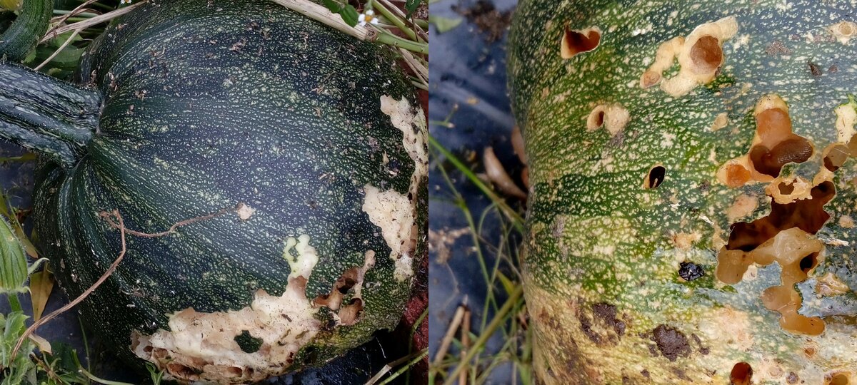 Сожранные слизнями голосемянные тыквы Юнона. Не спасло, что стояли на кирпичах.