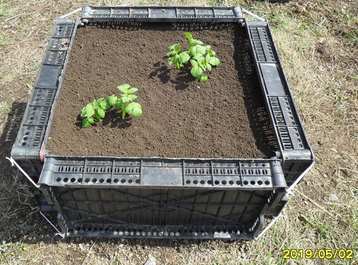 грядки из пластиковых ящиков. грядки из пластиковых ящиков. ограждение грядок из пластмассовых ящиков. клумбы из ящиков пластмассовых. рассада в пластиковых ящиках из под фруктов.