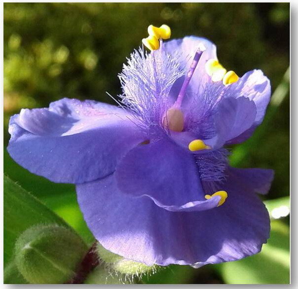 Традесканция Андерсона. Фото автора