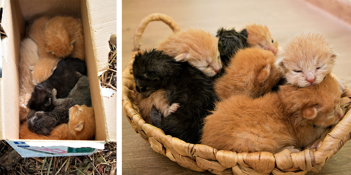 1 августа 2019г, котятам 5 дней.